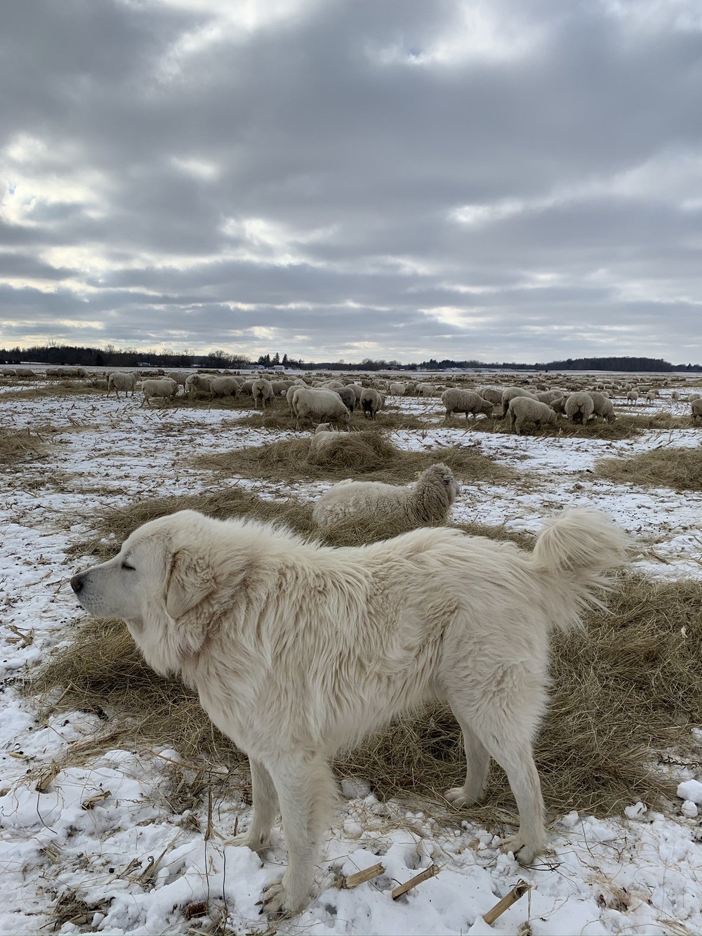 Guardian dog watching over a rural landscape