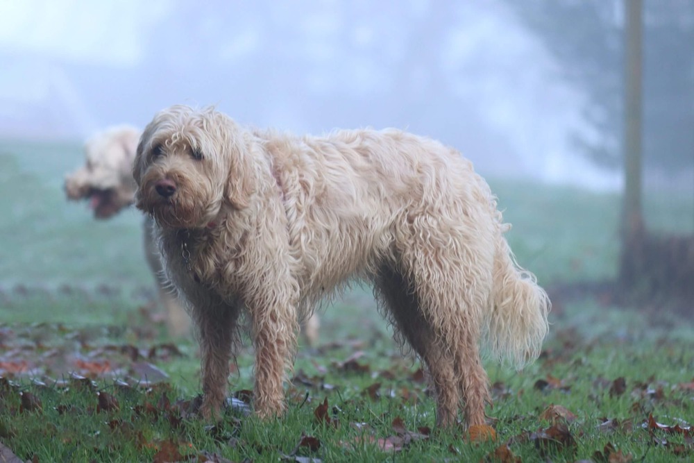 Otterhound portrait showing long ears and rough coat
