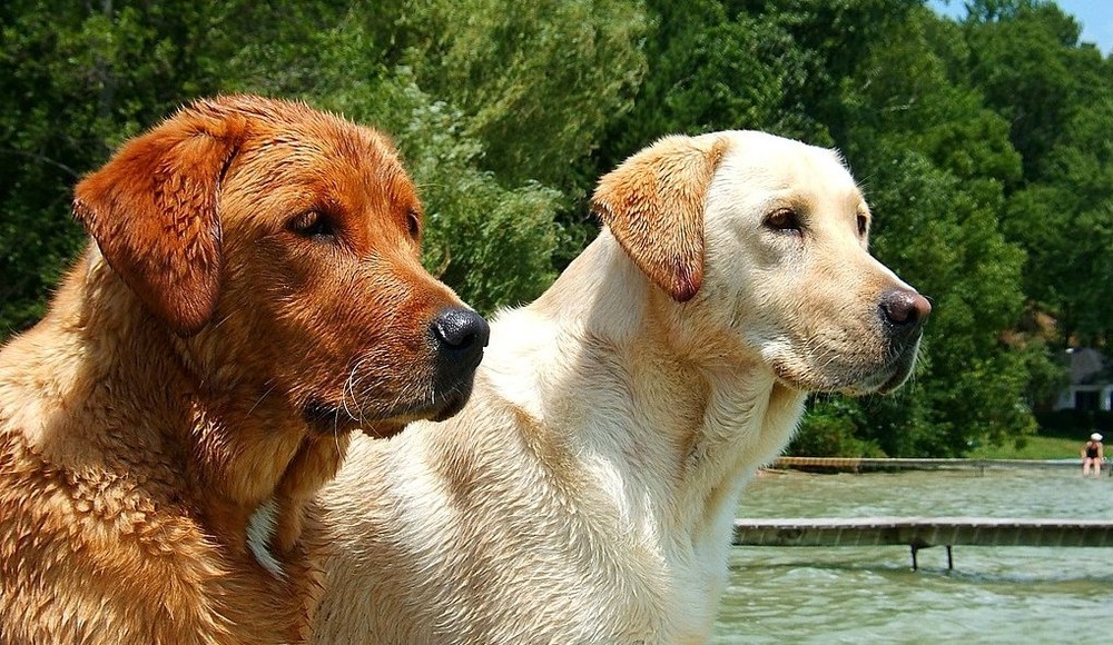 Retriever carrying a toy outdoors