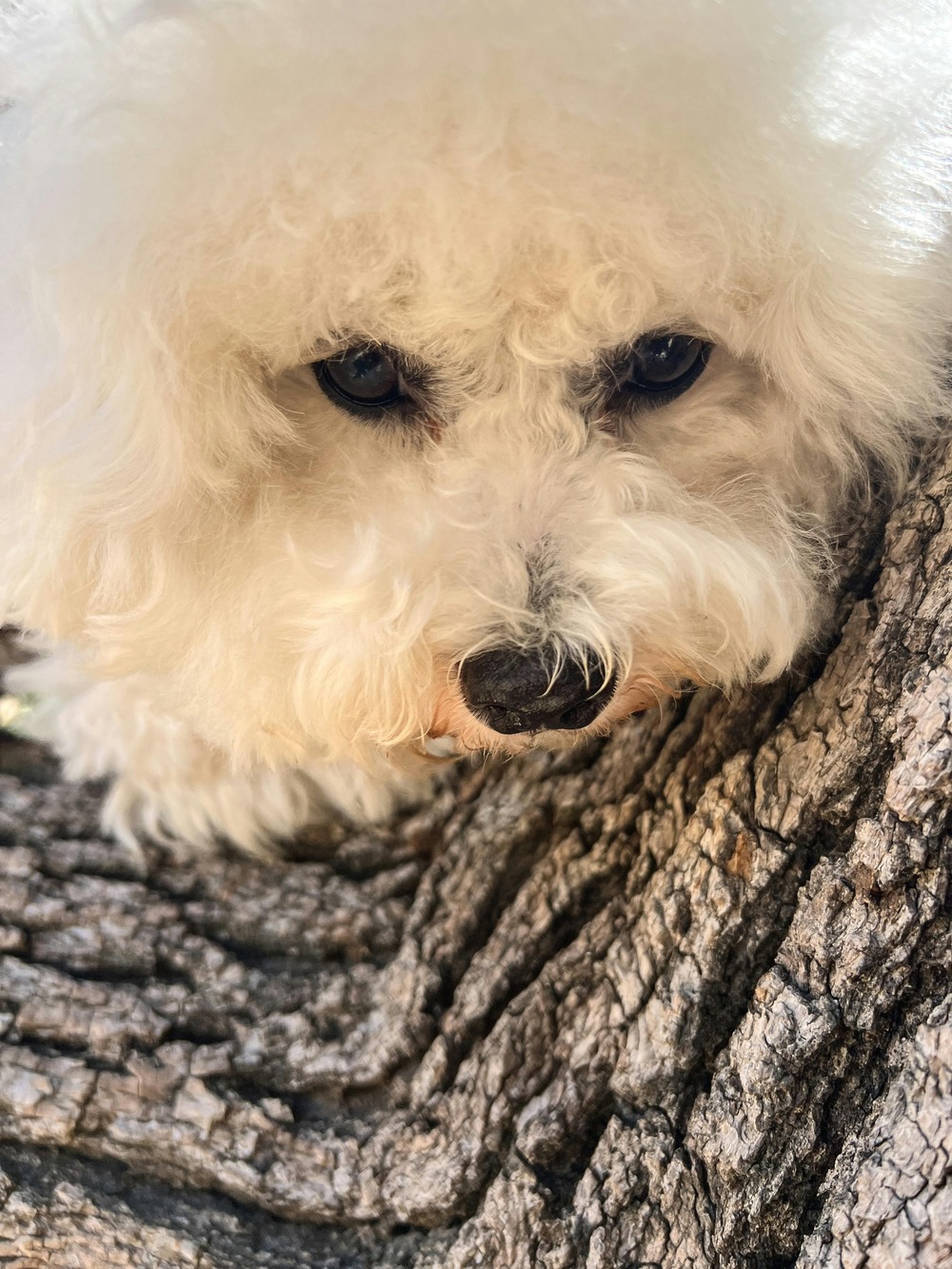 Bichon Frise standing outdoors