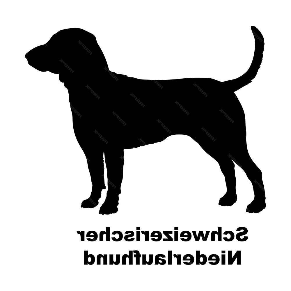 Schweizerischer Niederlaufhund sitting calmly