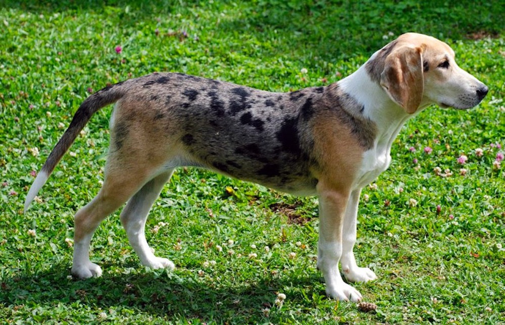 Dunker dog head and shoulders