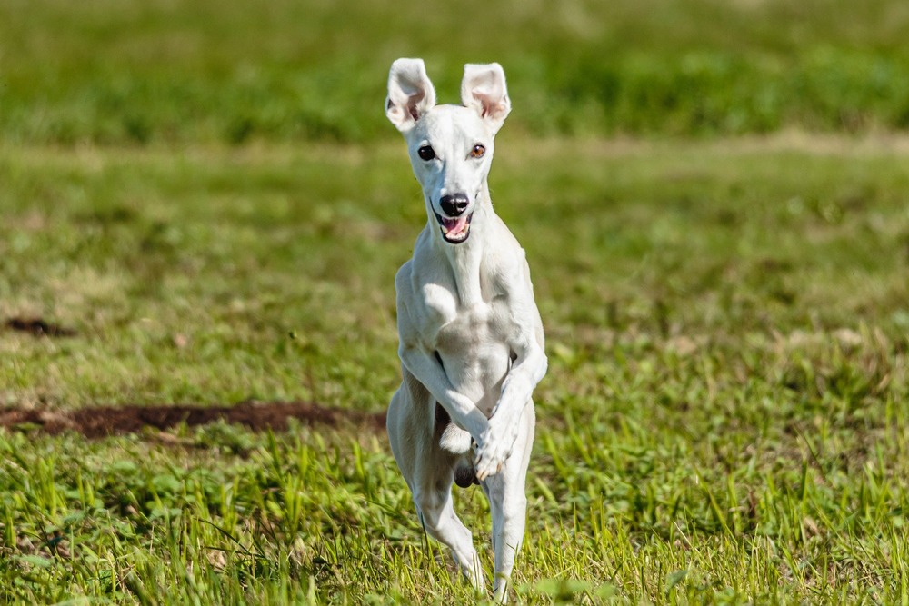Whippet sitting calmly outdoors