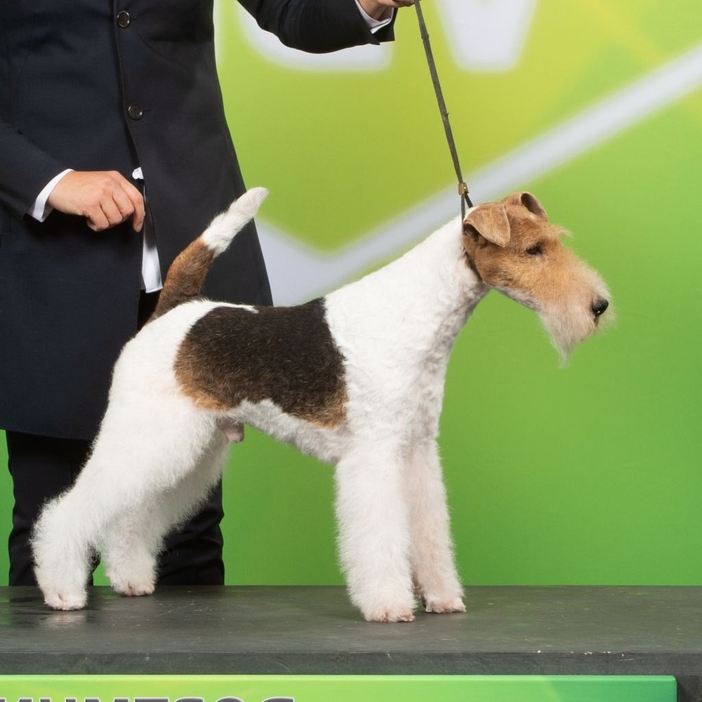Wire Fox Terrier looking attentive in a garden