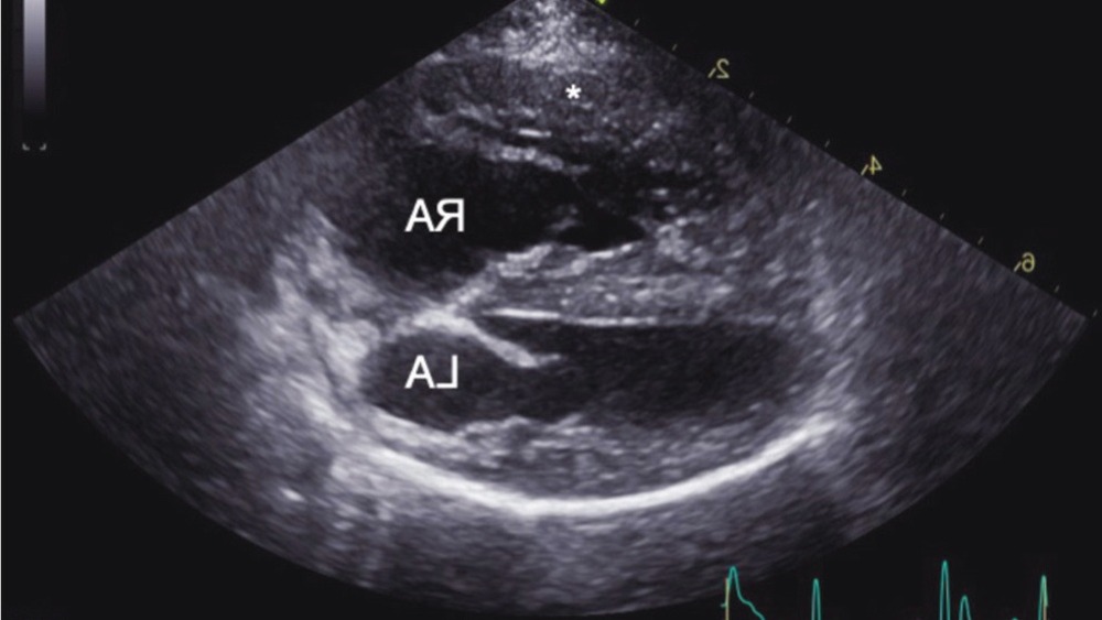 Dog on a lead walking gently outdoors