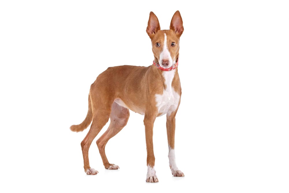 Podenco Canario looking to the side with upright ears