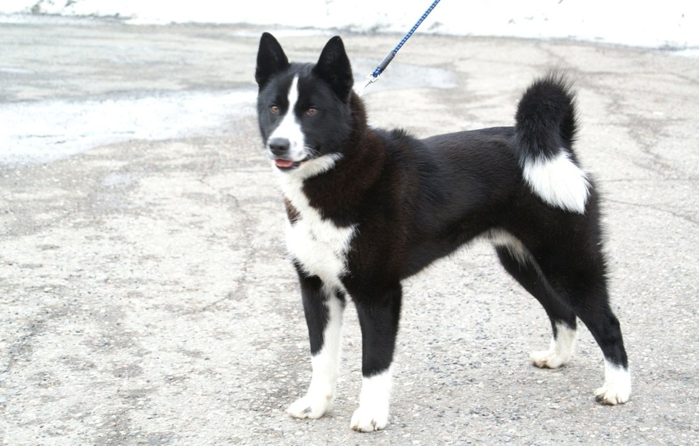 Karelian Bear Dog standing outdoors