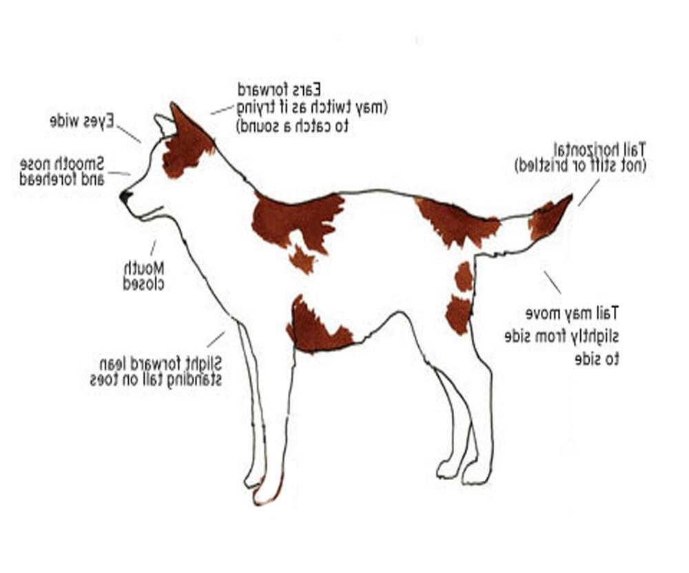 Dog with tail visible while standing on grass