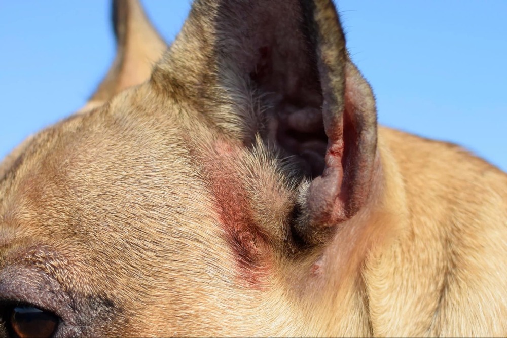 Dog with visible skin irritation