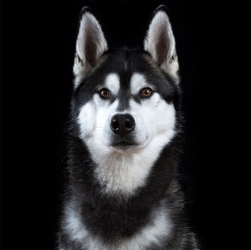 French scenthound standing alert with head raised