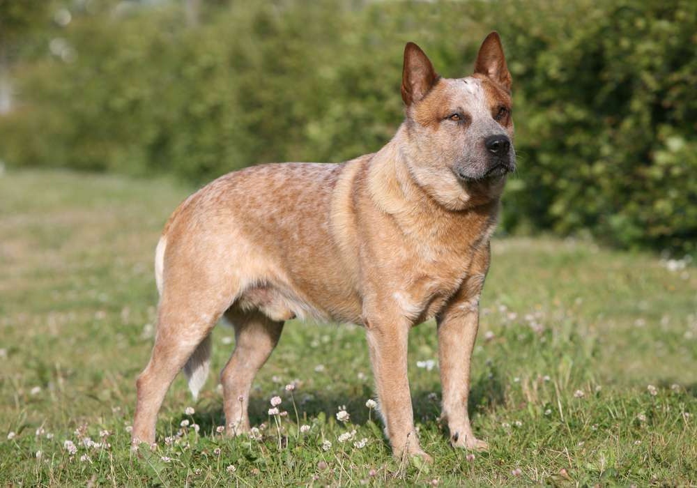 Australian Cattle Dog portrait close-up