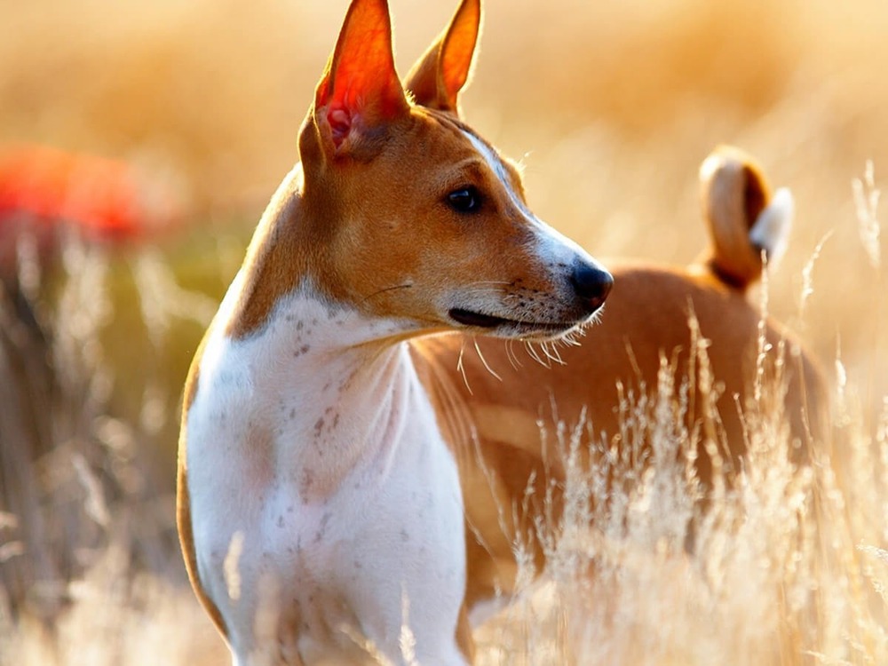 Close view of Basenji face and ears