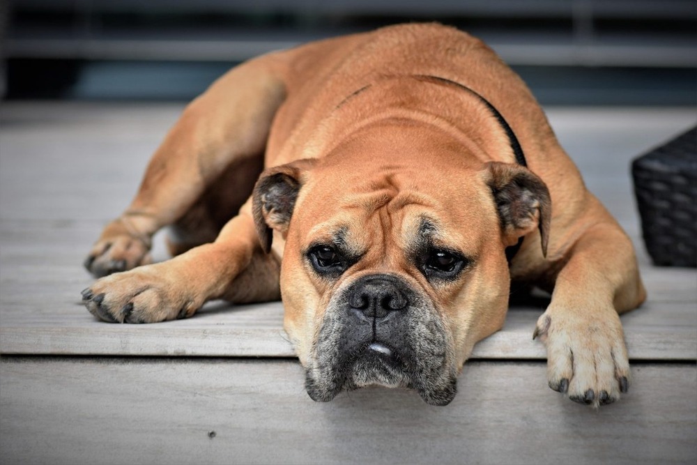 Close-up of a short-muzzled dog face and nose