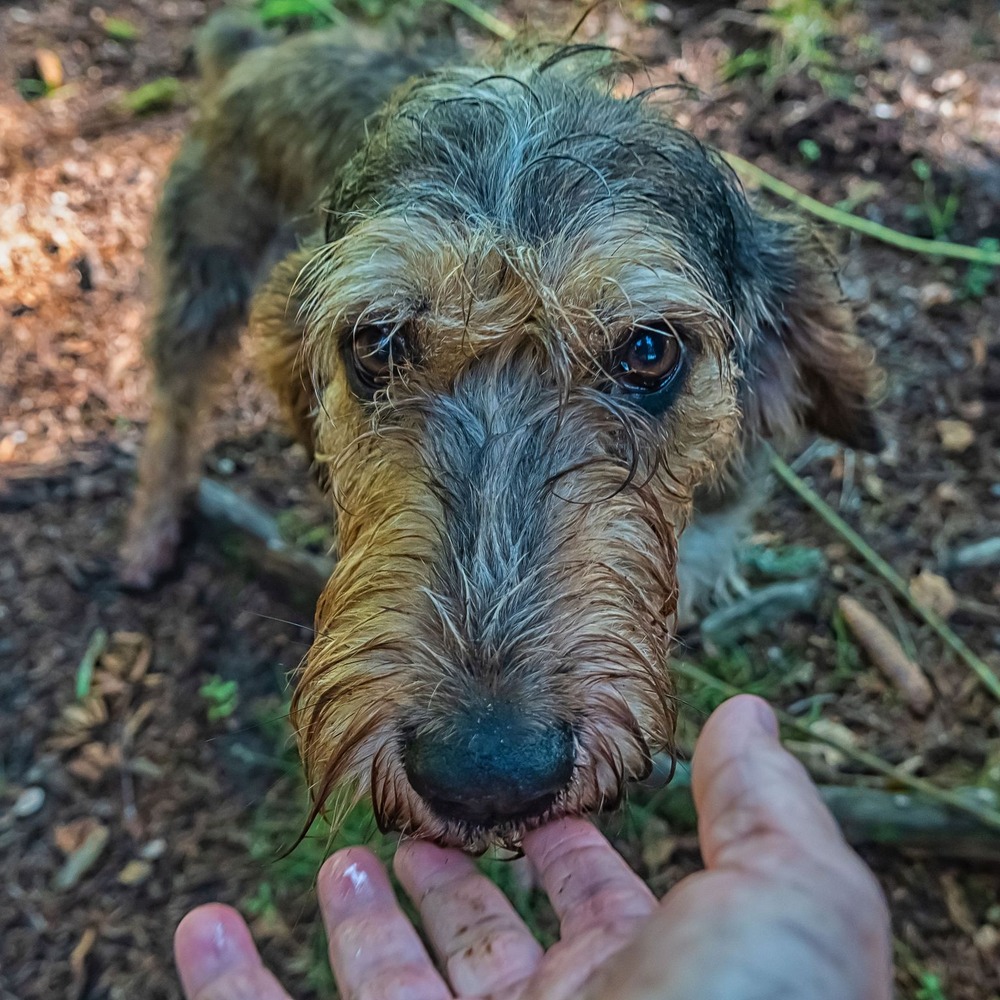 Griffon Nivernais standing outdoors