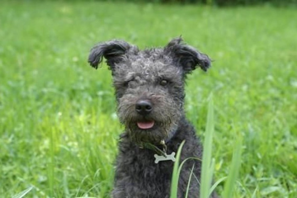 Pumi running on grass with curly coat moving