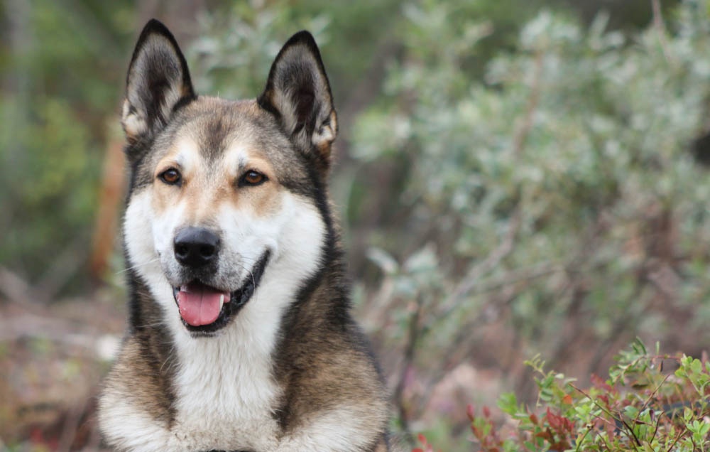 East Siberian Laika moving through grass