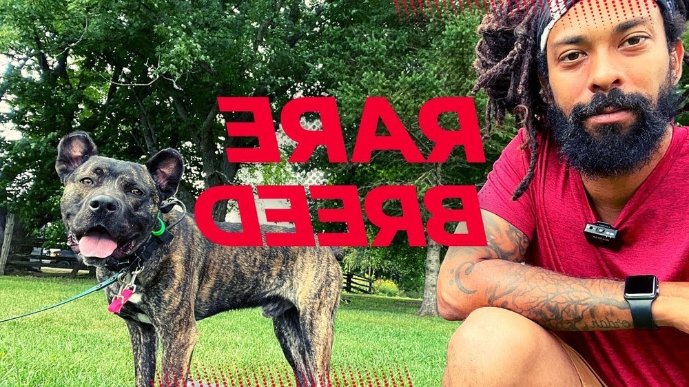 Saint Miguel Cattle Dog outdoors on a lead