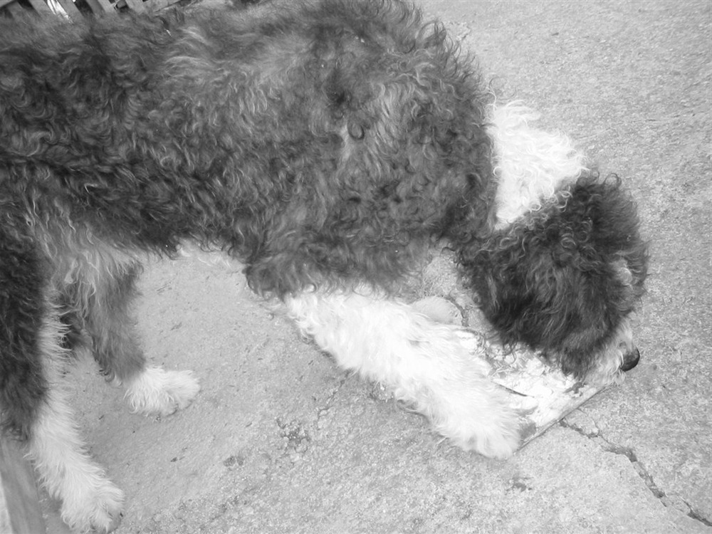 Spino degli Iblei standing outdoors