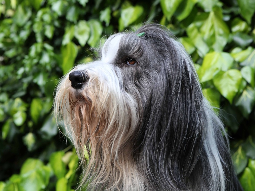 Fluffy coated dog outdoors