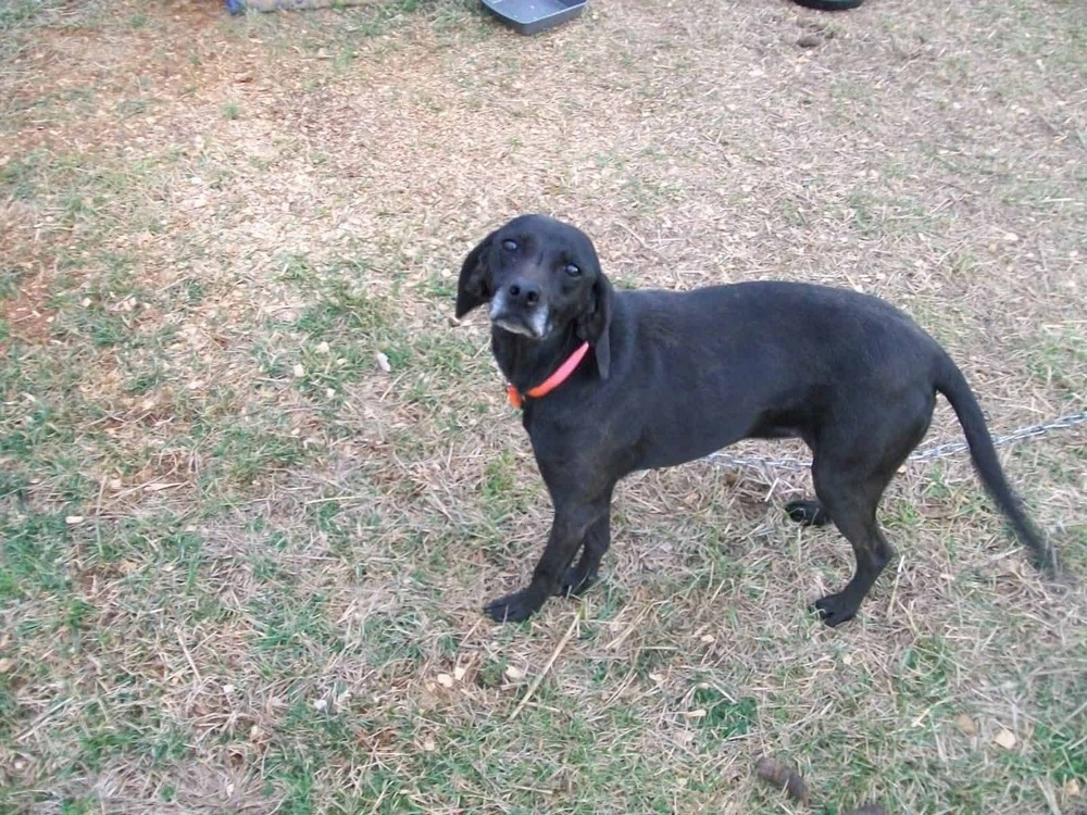 Stephens Stock Dog standing alert outdoors
