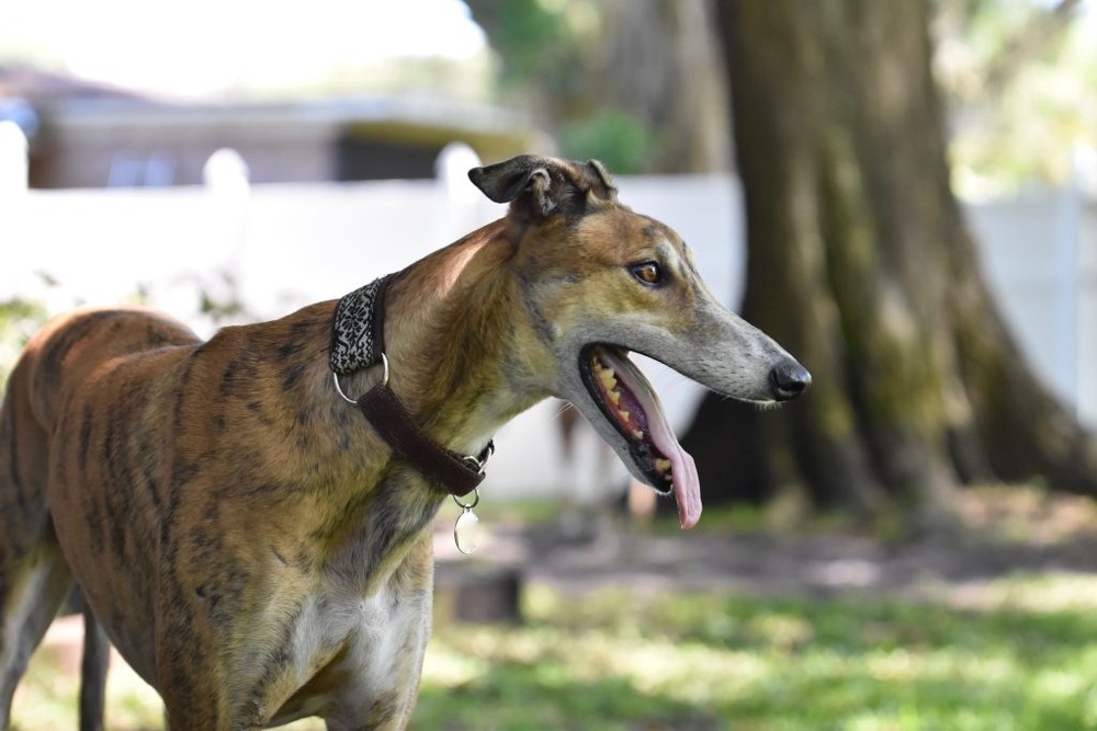 Rampur Greyhound running outdoors