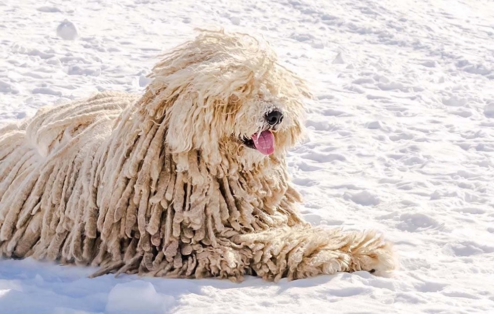 Komondor standing outdoors in full corded coat