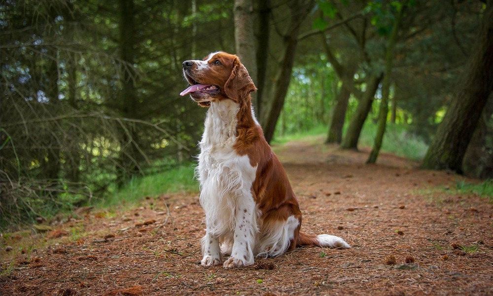Welsh Springer Spaniel standing on grass