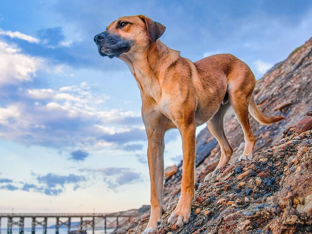 Mountain Cur close-up of face