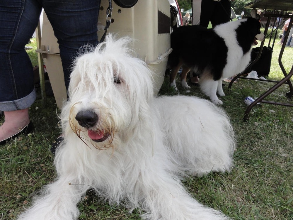 South Russian Ovcharka walking on lead
