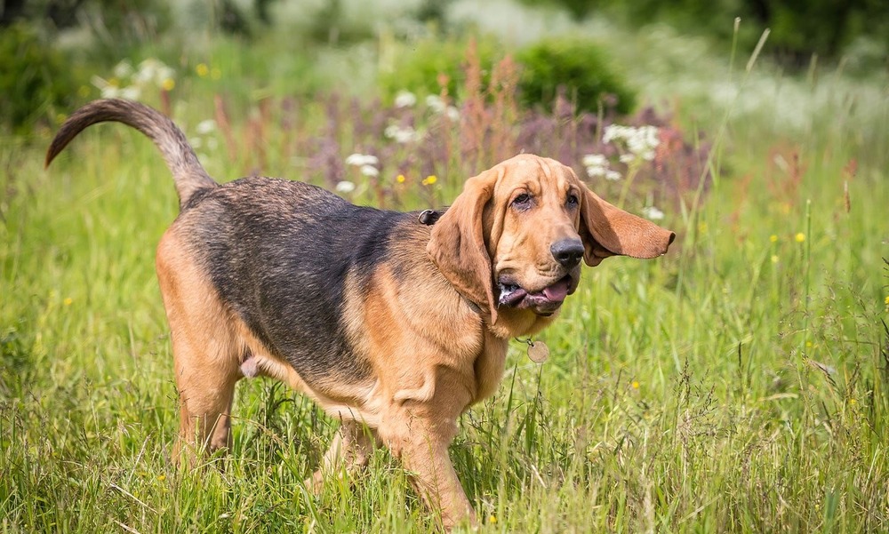 Bloodhound walking on lead