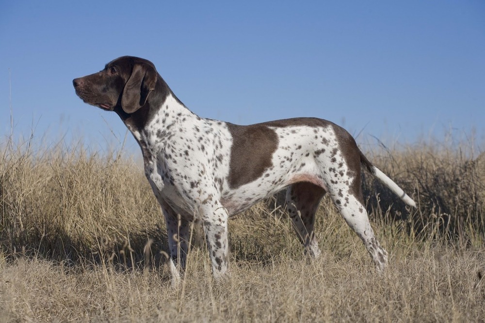 Old Danish Pointer portrait with alert expression