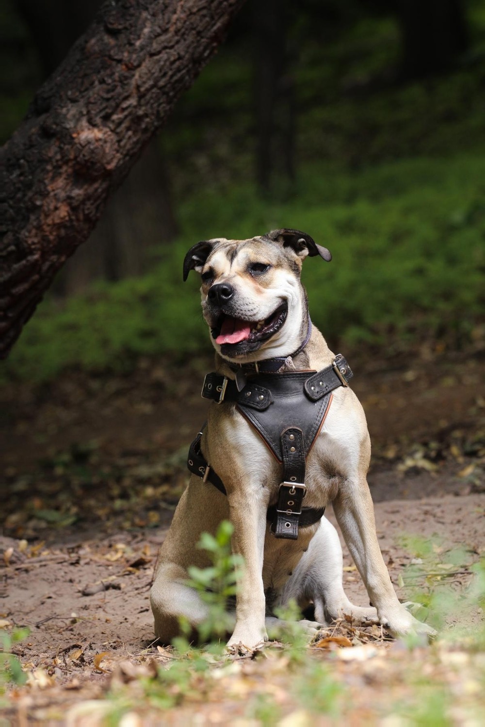 Ca de Bou close-up head and shoulders