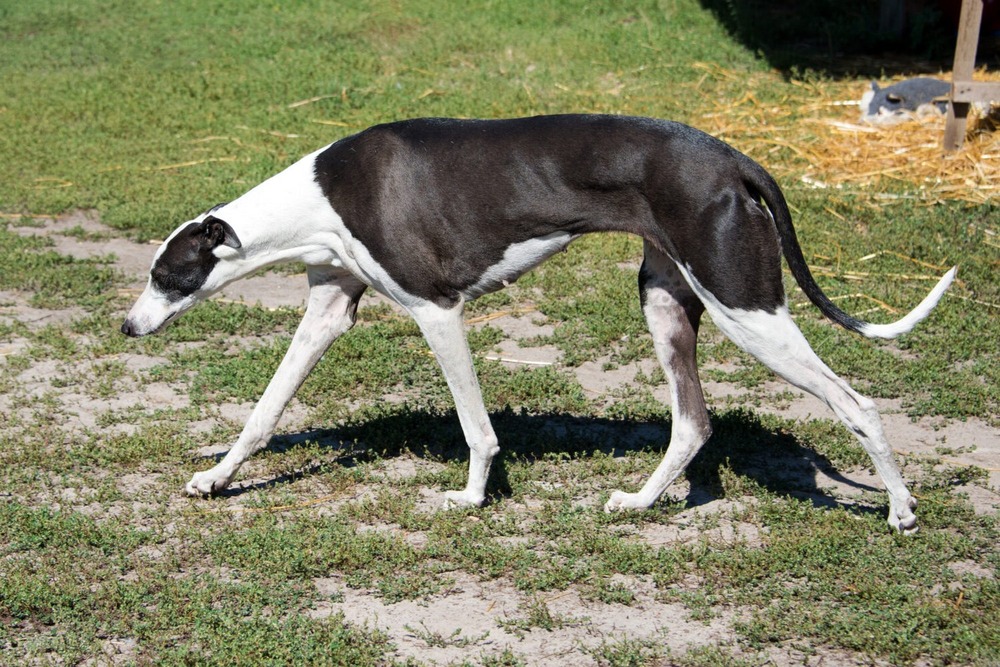 Lean sighthound with long legs and deep chest