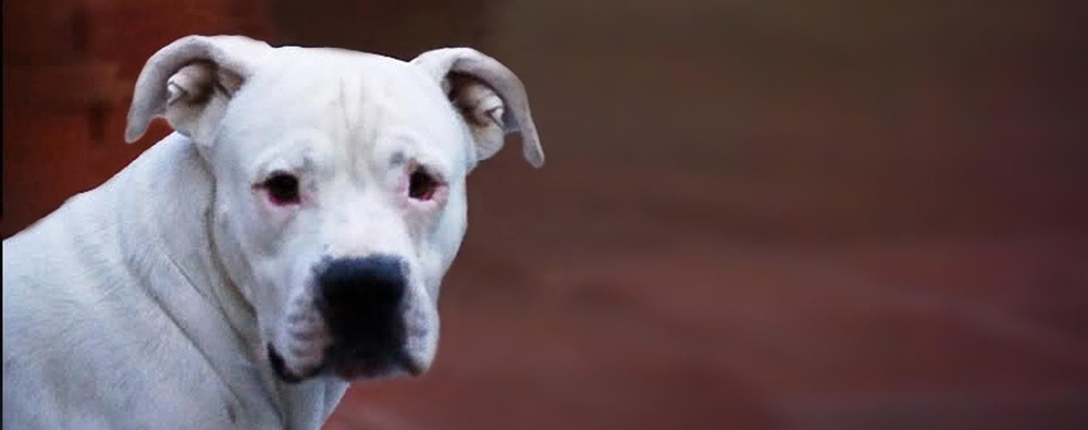 Large white working dog on alert