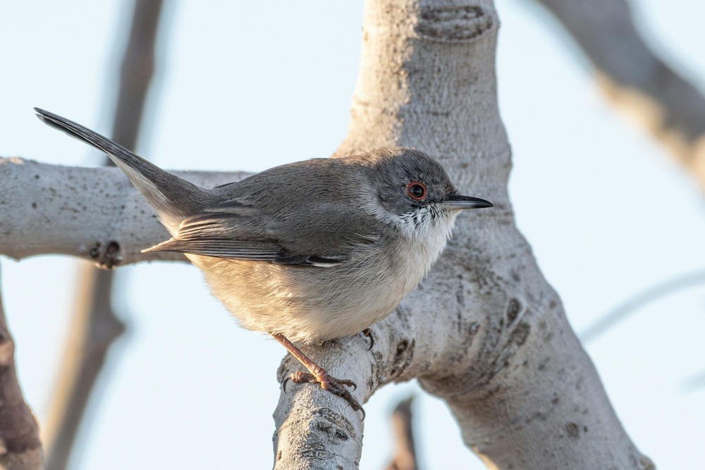 Sardinian Shepherd Dog portrait with alert ears
