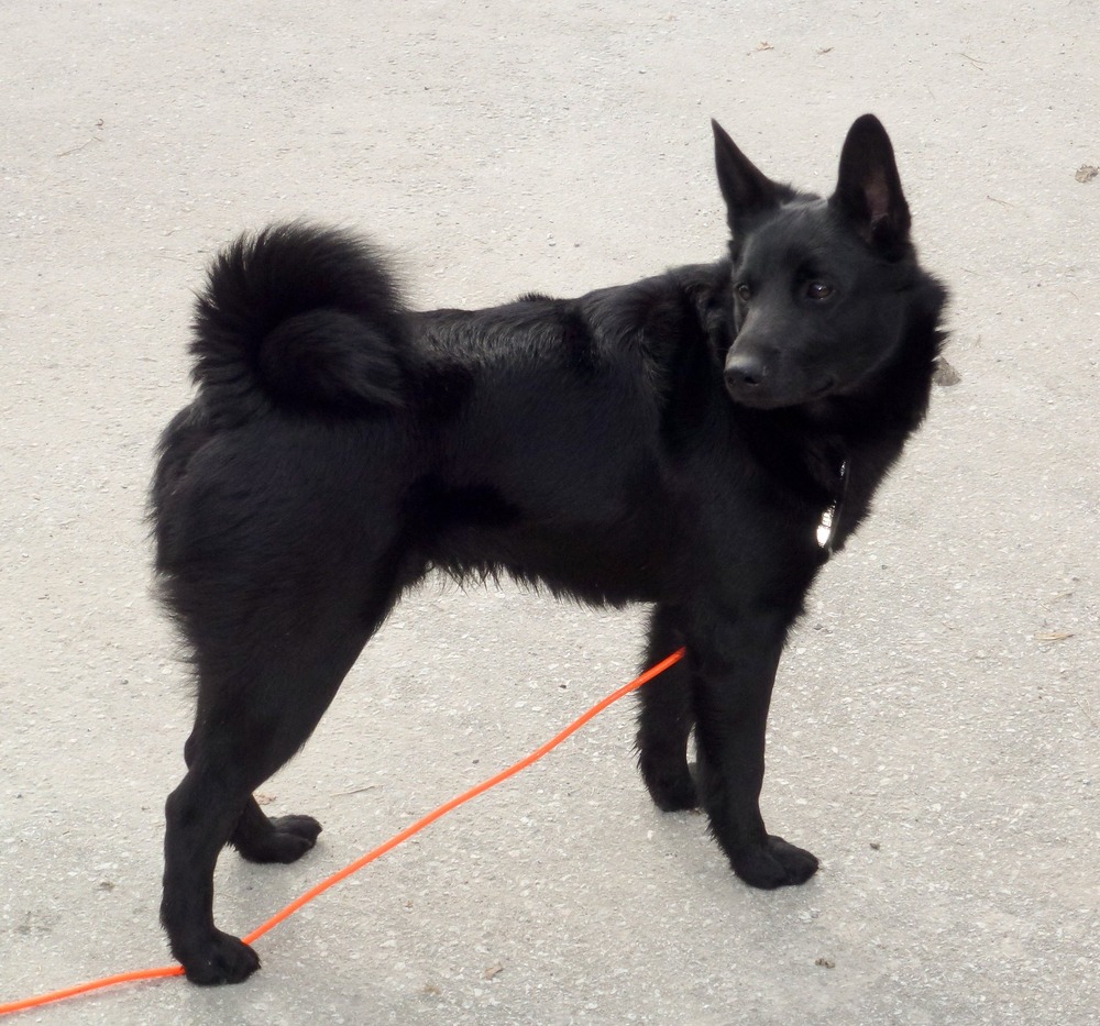 Black Norwegian Elkhound walking on a trail