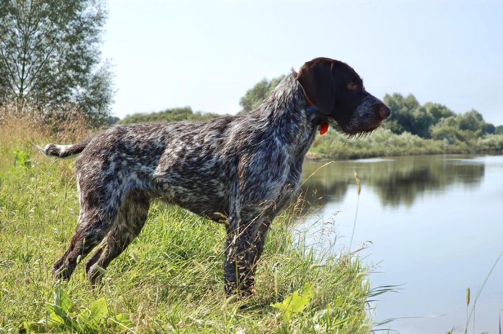German Shorthaired Pointer portrait with short coat