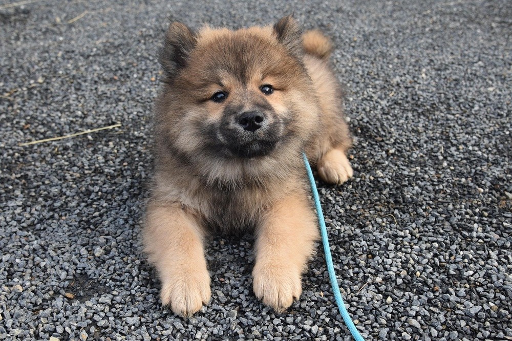 Eurasier dog with erect ears and curled tail
