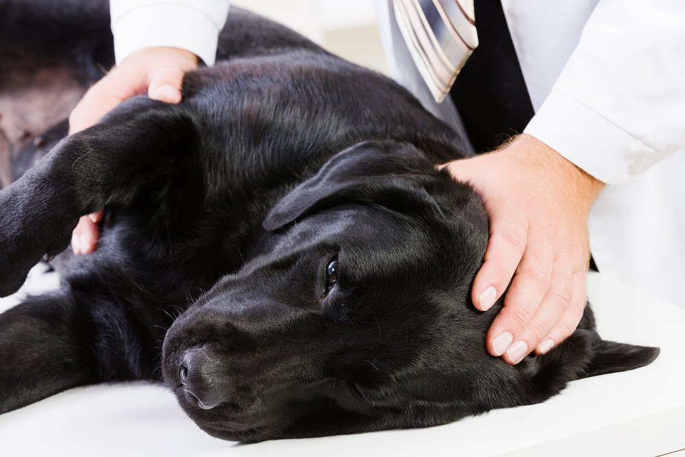 Owner holding a phone while checking on a dog