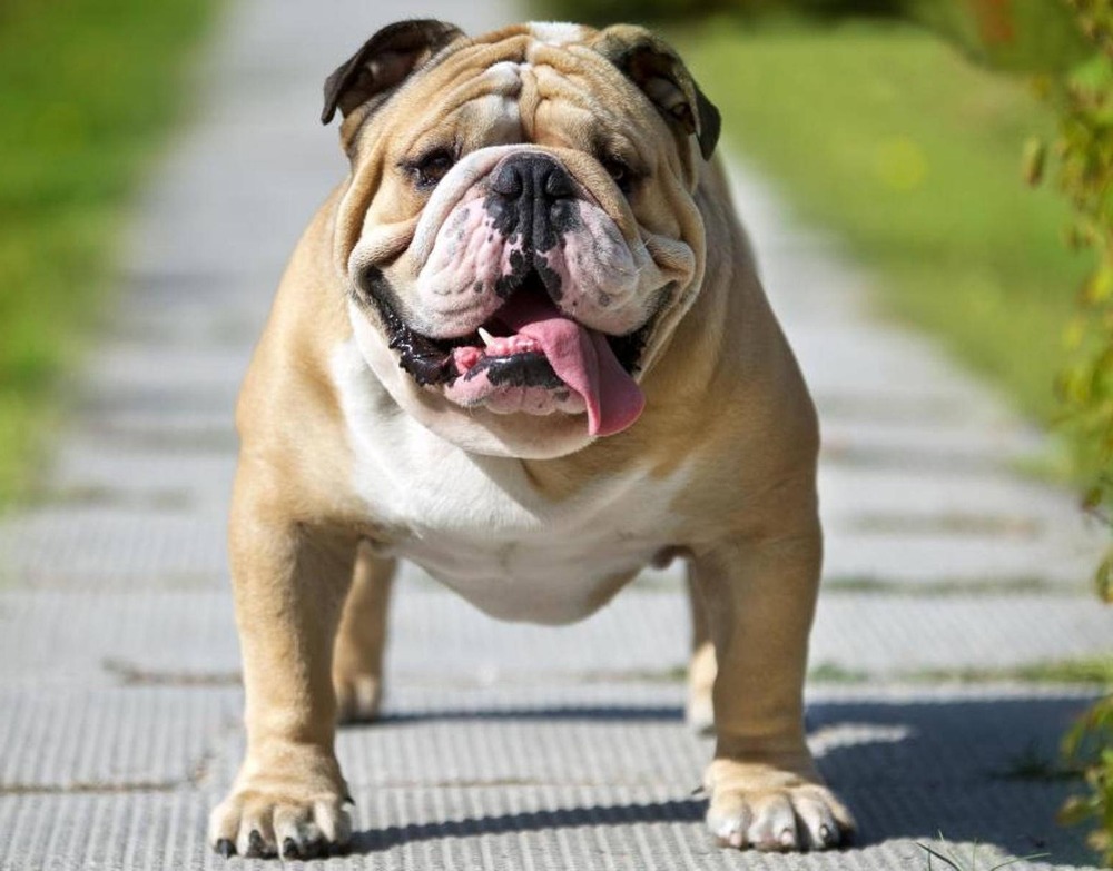 English Bulldog sitting with a relaxed posture