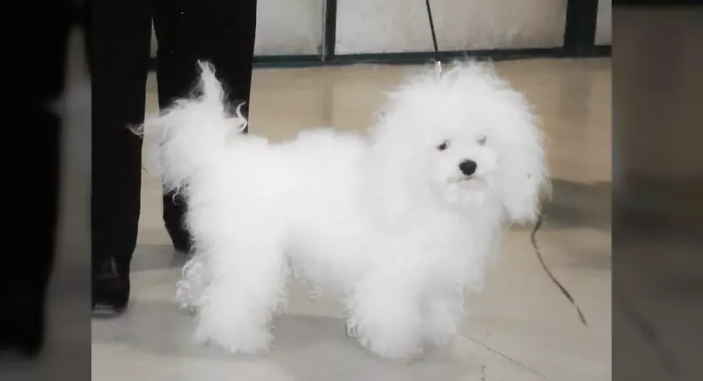 Close view of a Bolognese dog's fluffy white coat texture
