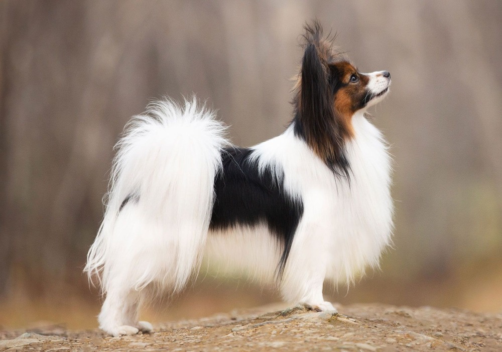 Papillon standing alert with fringed ears