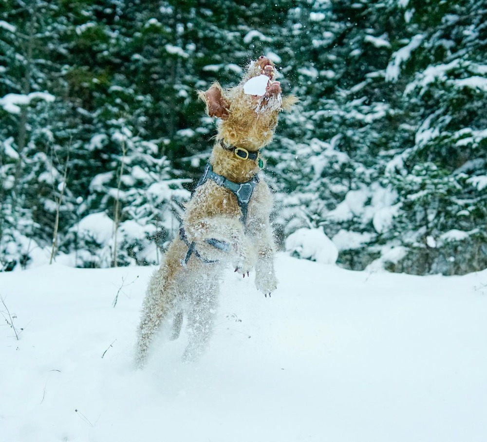 Tenterfield Terrier standing alert outdoors