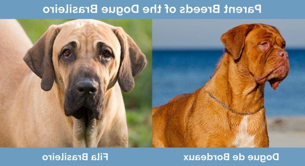 Dogue Brasileiro close-up of head and shoulders