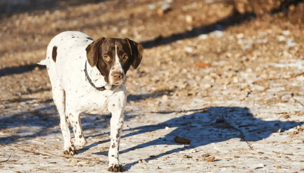 Old Danish Pointer walking on lead