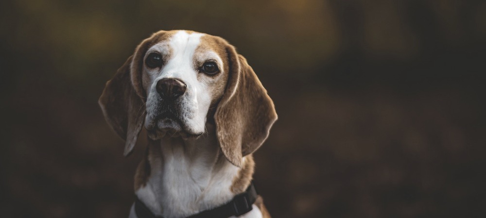 Dog on a quiet walk with owner