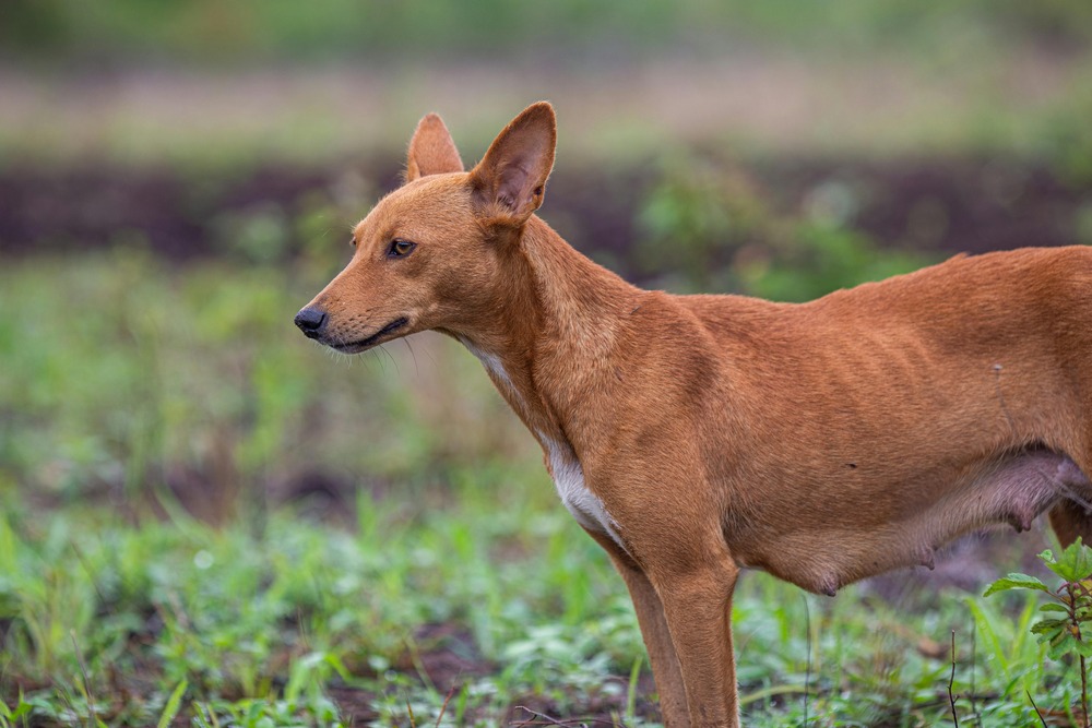Podenco Andaluz standing alert outdoors