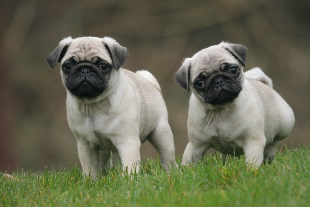 Large, muscular Molosser type dog standing side on