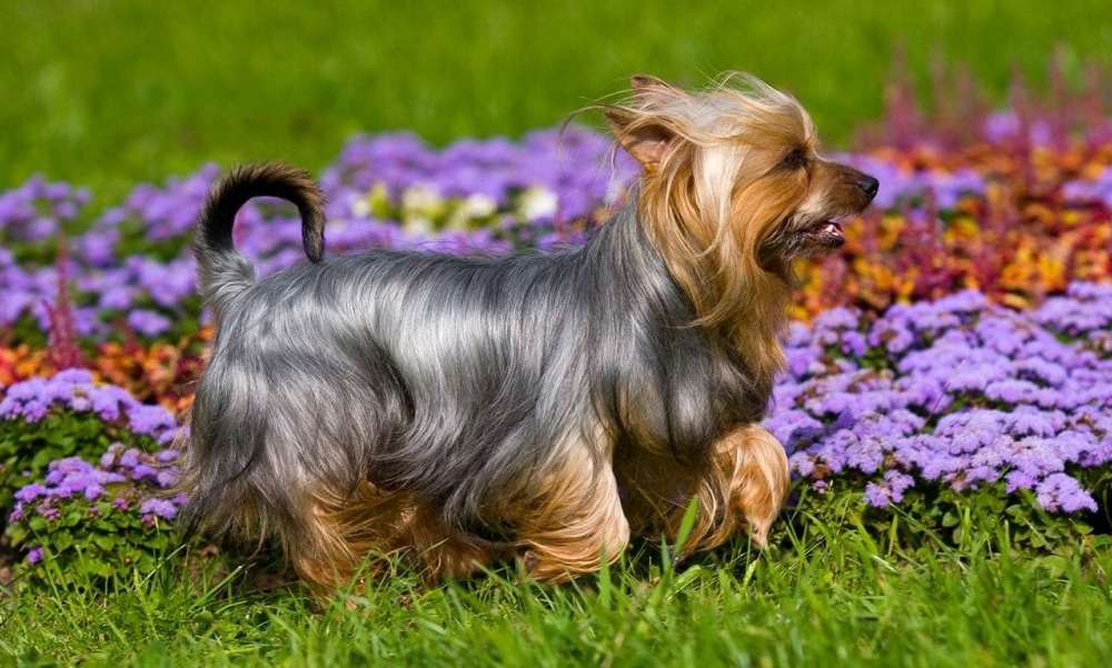 Silky Terrier being groomed