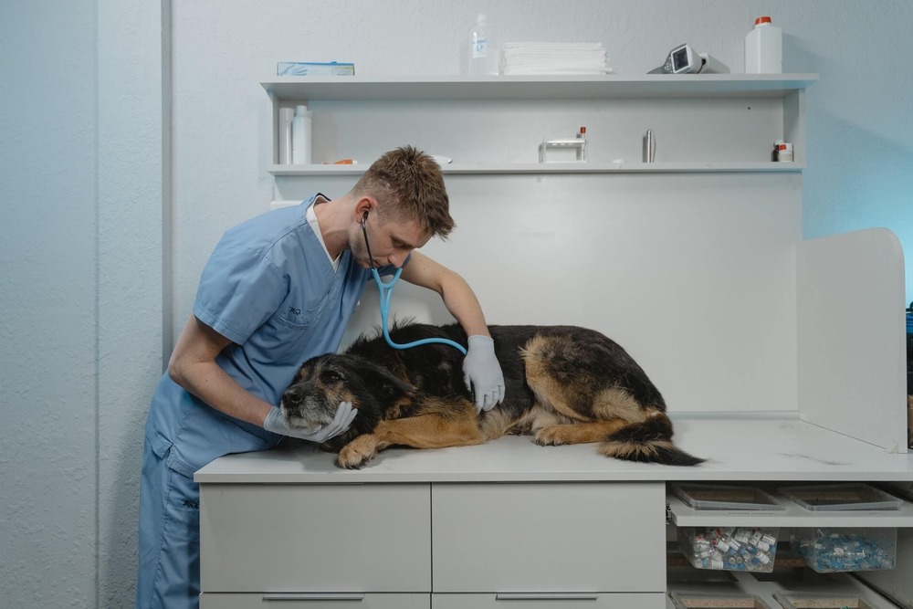 Dog lying on a soft blanket at home
